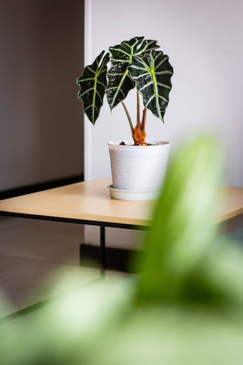 Alocasia soorten: volledige overzicht van alle varianten