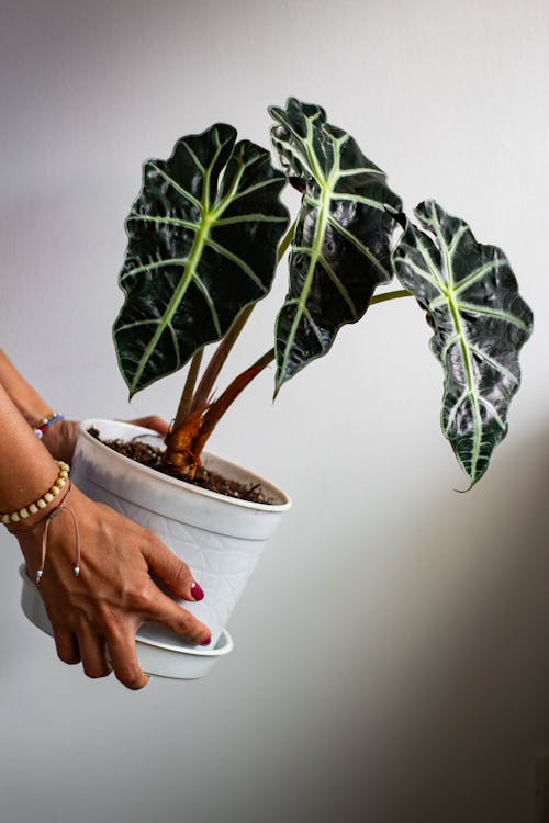 Alocasia - Alocasia winterverzorging: seizoensgebonden tips