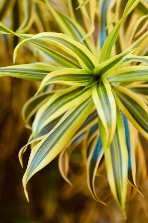 Dracaena - Dracaena kopen: gids voor het kiezen van gezond exemplaar
