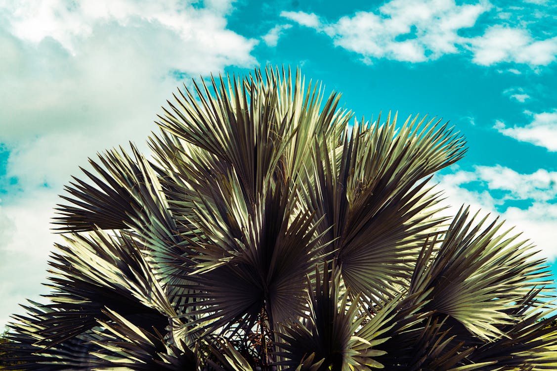 Chamaerops Humilis - Chamaerops Humilis op kantoor en in interieur: sfeer en luchtzuivering