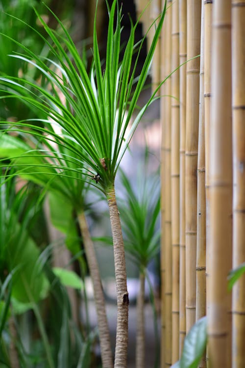 Dracaena - Dracaena winterverzorging: seizoensgebonden tips