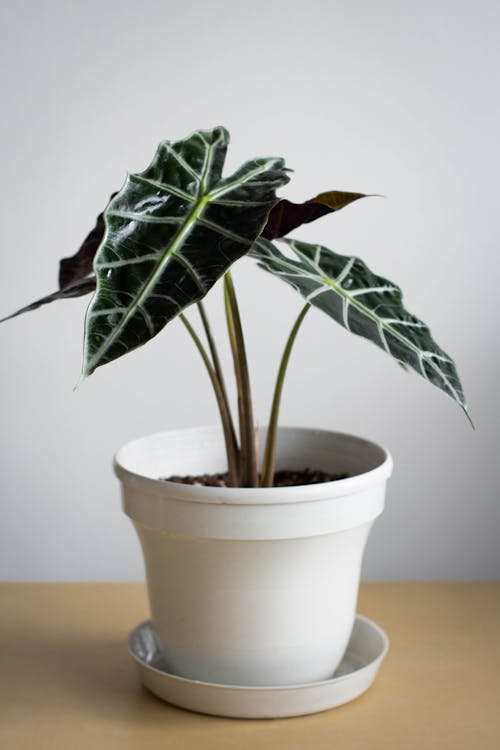 Alocasia verpotten: stap voor stap handleiding
