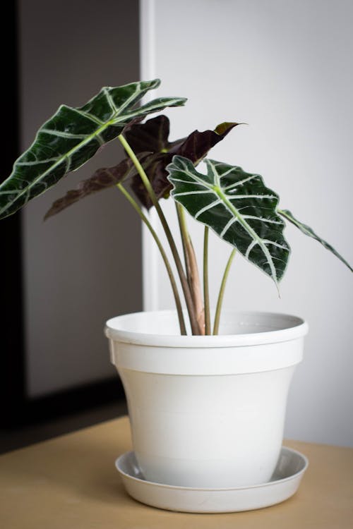 Alocasia - Alocasia problemen & oplossingen: gele bladeren, bruine punten