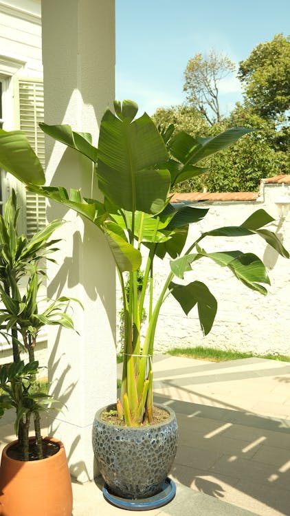 Bananenplant verzorgingsgids: tips en tricks