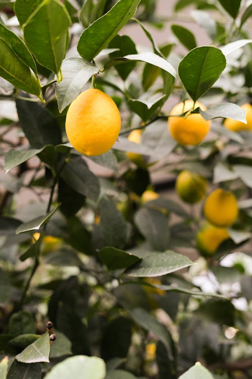 Citrusboom problemen & oplossingen: gele bladeren, bruine punten