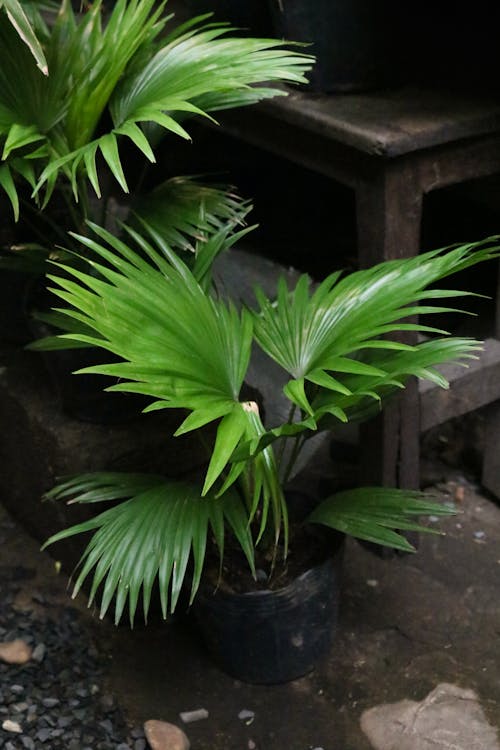 Chamaerops Humilis - Chamaerops Humilis soorten: volledige overzicht van alle varianten