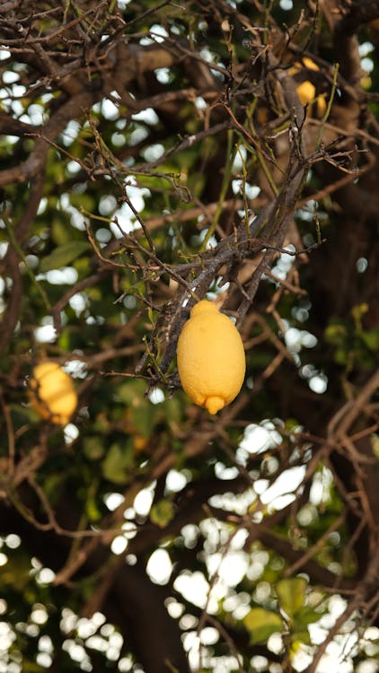 Citrusboom - Citrusboom vs Bananenplant: welke plant kies je?