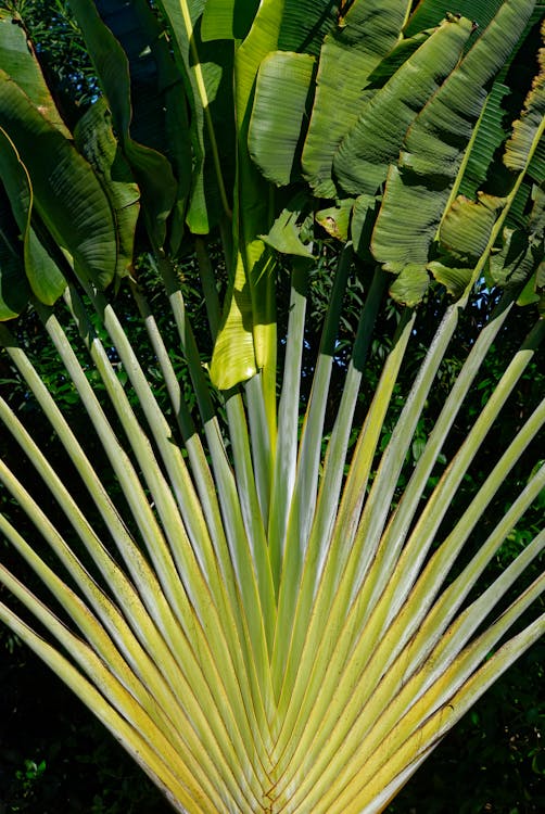 Chamaerops Humilis - Chamaerops Humilis: is deze plant giftig voor huisdieren?