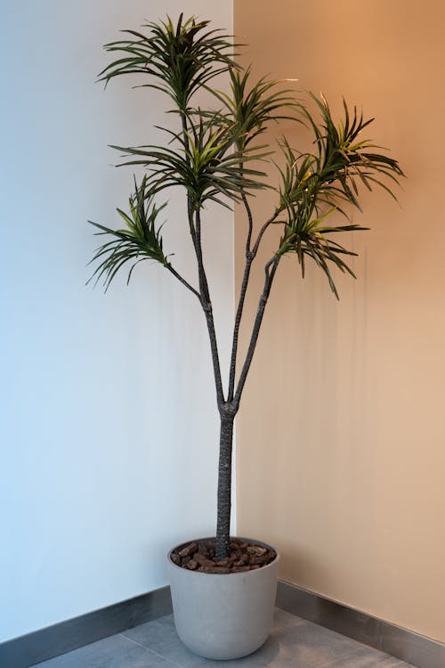 Dracaena - Dracaena op kantoor en in interieur: sfeer en luchtzuivering