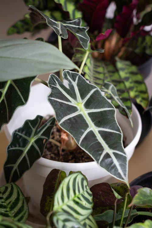 Alocasia - Alocasia verzorgingsgids: tips en tricks