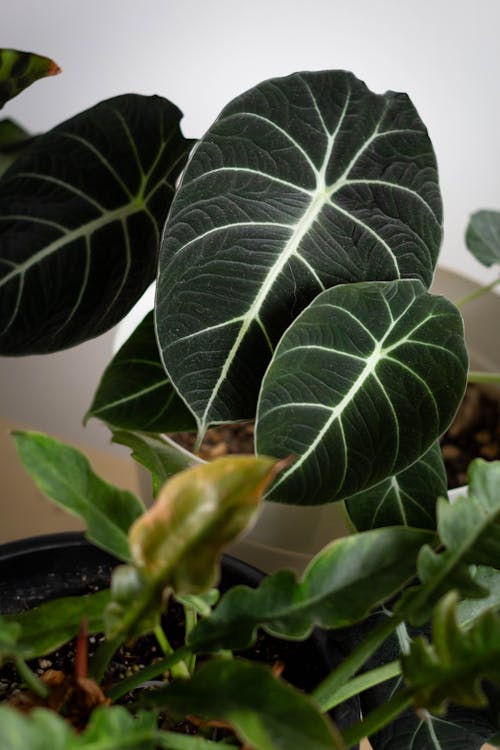 Alocasia - Alocasia standplaats: beste licht en locatie