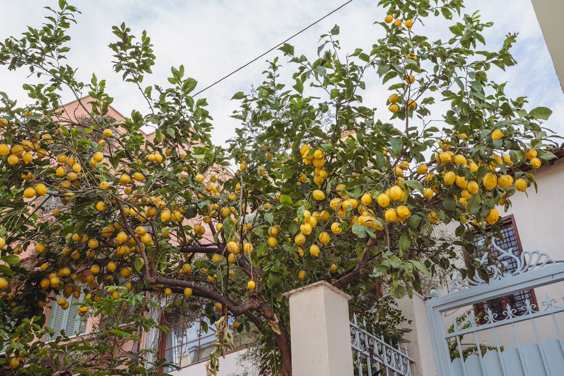 Citrusboom - Citrusboom verzorgingsgids: tips en tricks