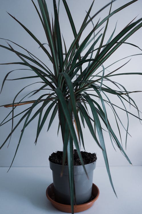 Drachenbaum-Pflegeanleitung: Tipps und Tricks