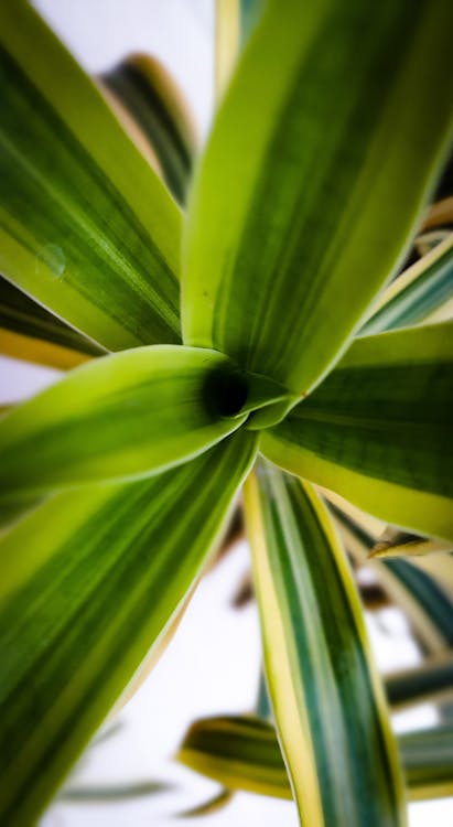 Dracaena - Dracaena problemen & oplossingen: gele bladeren, bruine punten