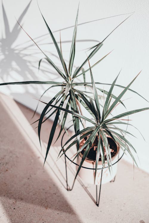 Dracaena umtopfen: Schritt-für-Schritt-Anleitung
