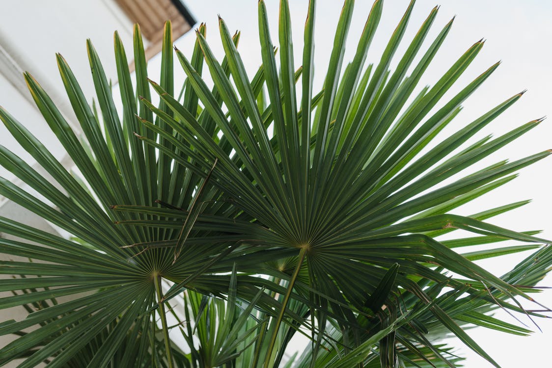 Chamaerops Humilis - Chamaerops Humilis verzorgingsgids: tips en tricks