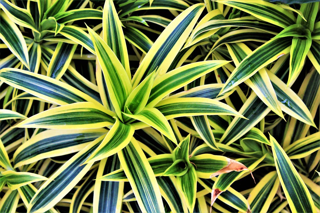 Dracaena - Dracaena standplaats: beste licht en locatie