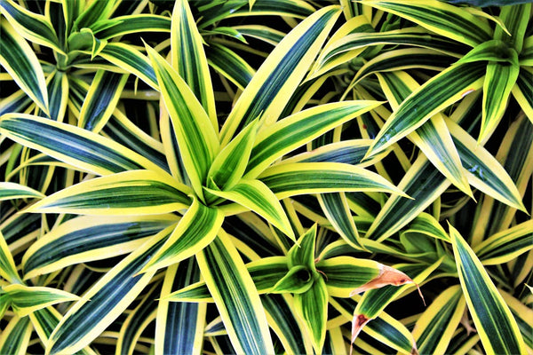 Dracaena-Standort: bestes Licht und beste Lage