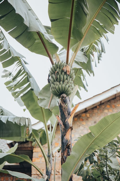 Bananenplant - Bananenplant standplaats: beste licht en locatie