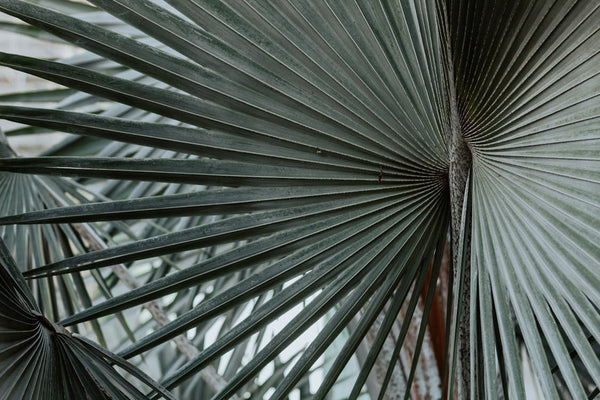 Chamaerops Humilis problemen & oplossingen: gele bladeren, bruine punten