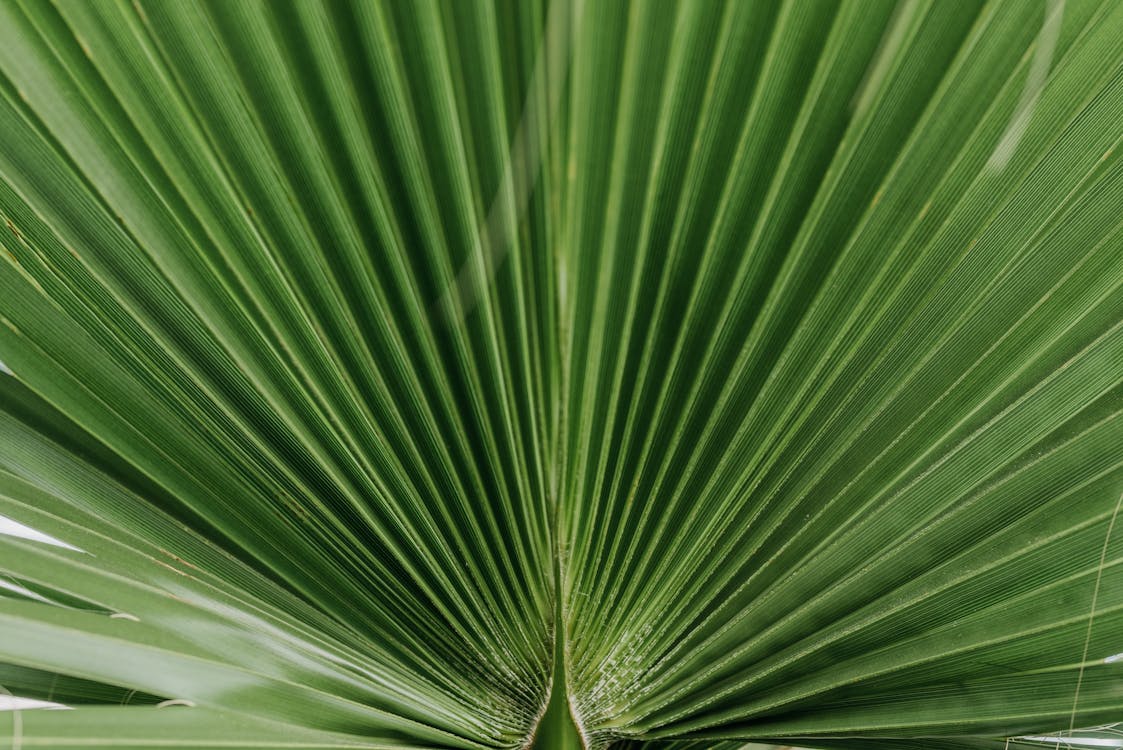 Chamaerops Humilis - Chamaerops Humilis kopen: gids voor het kiezen van gezond exemplaar