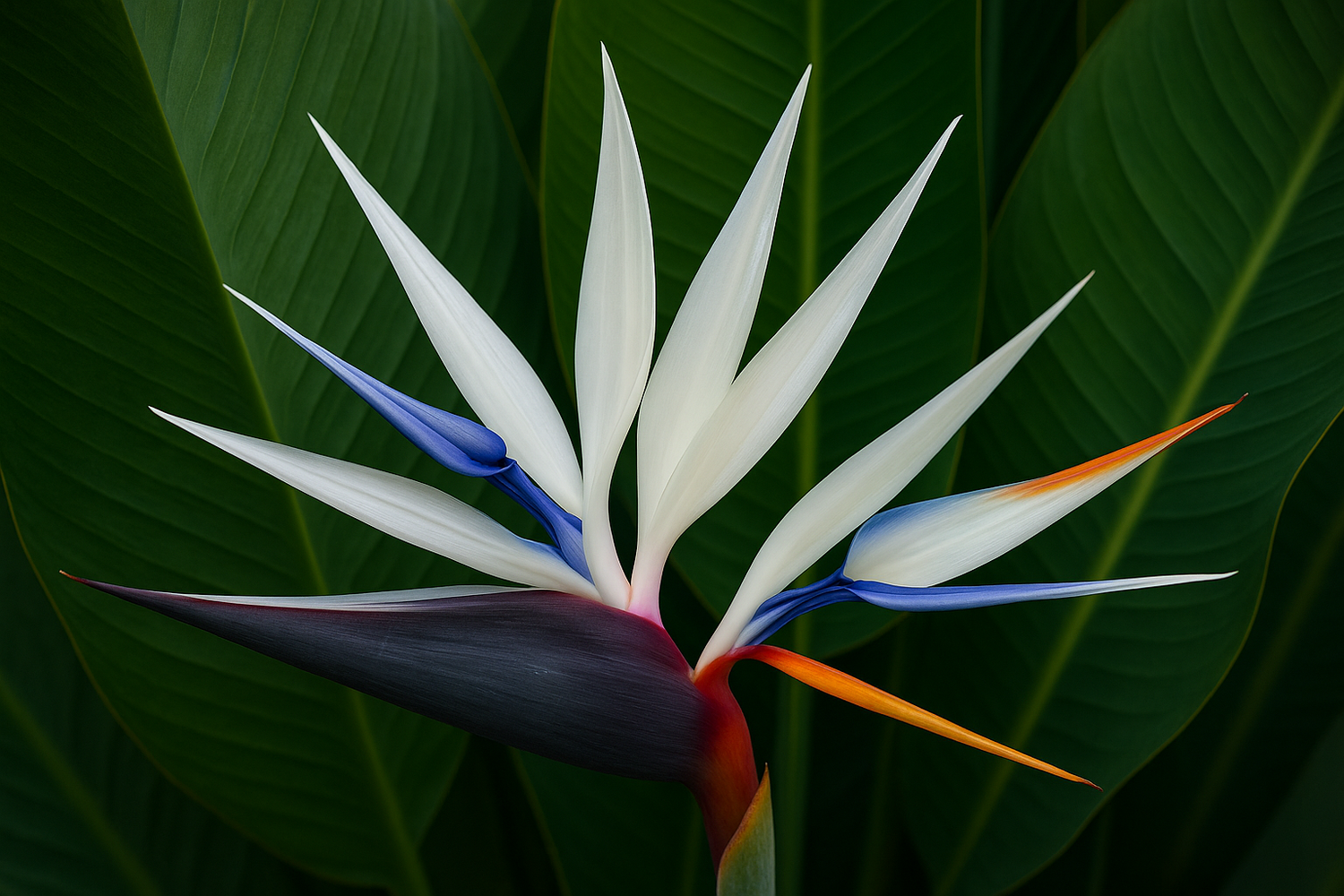 Strelitzia Nicolai kamerplant met groene bladeren in pot voor binnen, tropische plant kopen tips