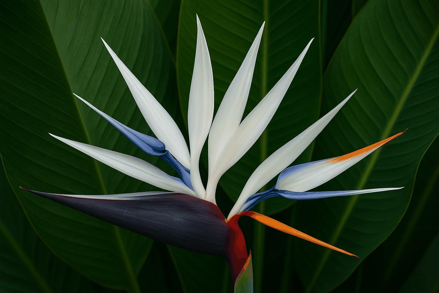 Strelitzia Nicolai kamerplant met groene bladeren in pot voor binnen, tropische plant kopen tips