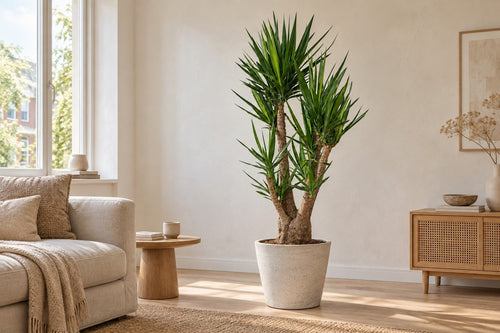 Yucca in een woonkamer