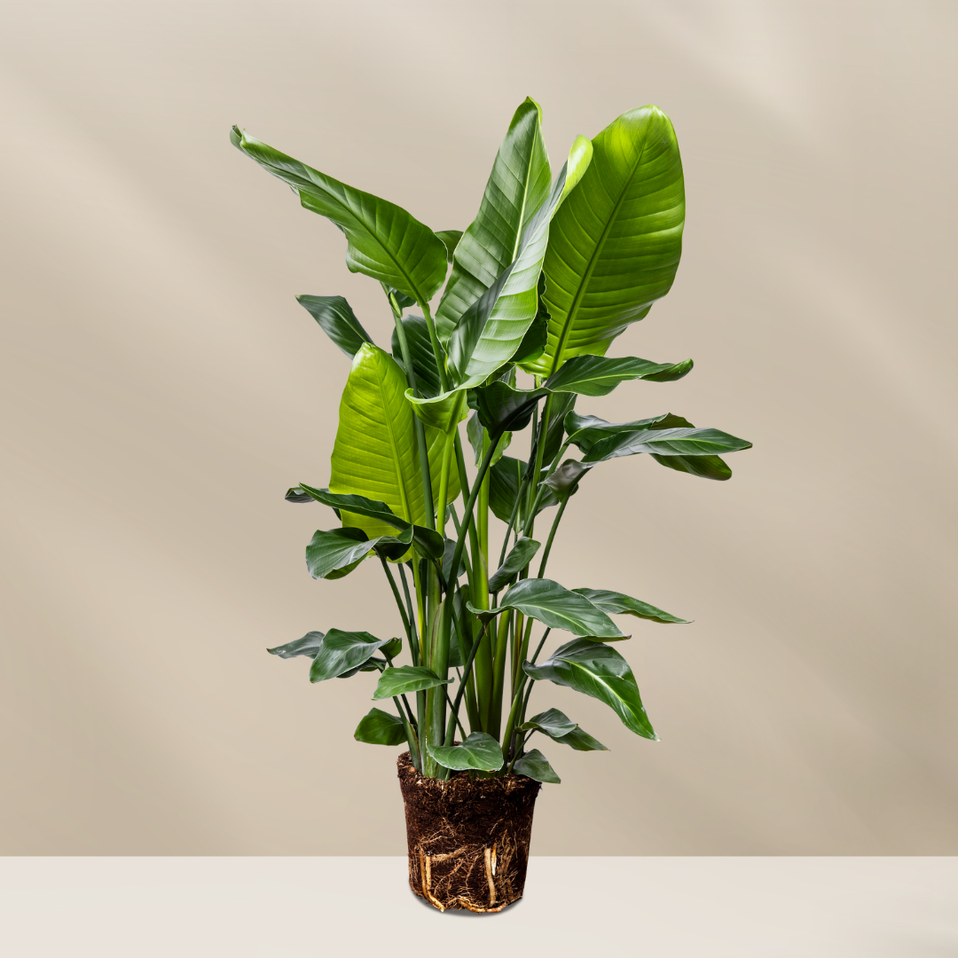 Grote planten (150- 200 cm)