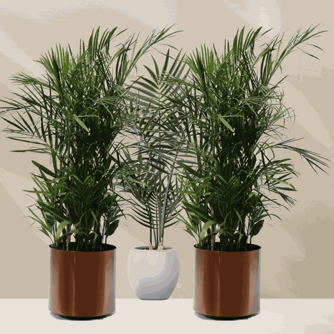 Kamerplanten