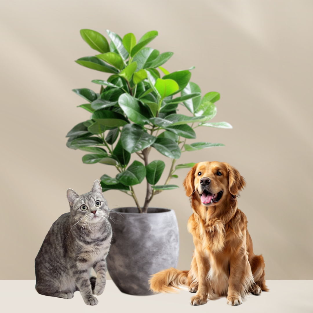 Diervriendelijke planten