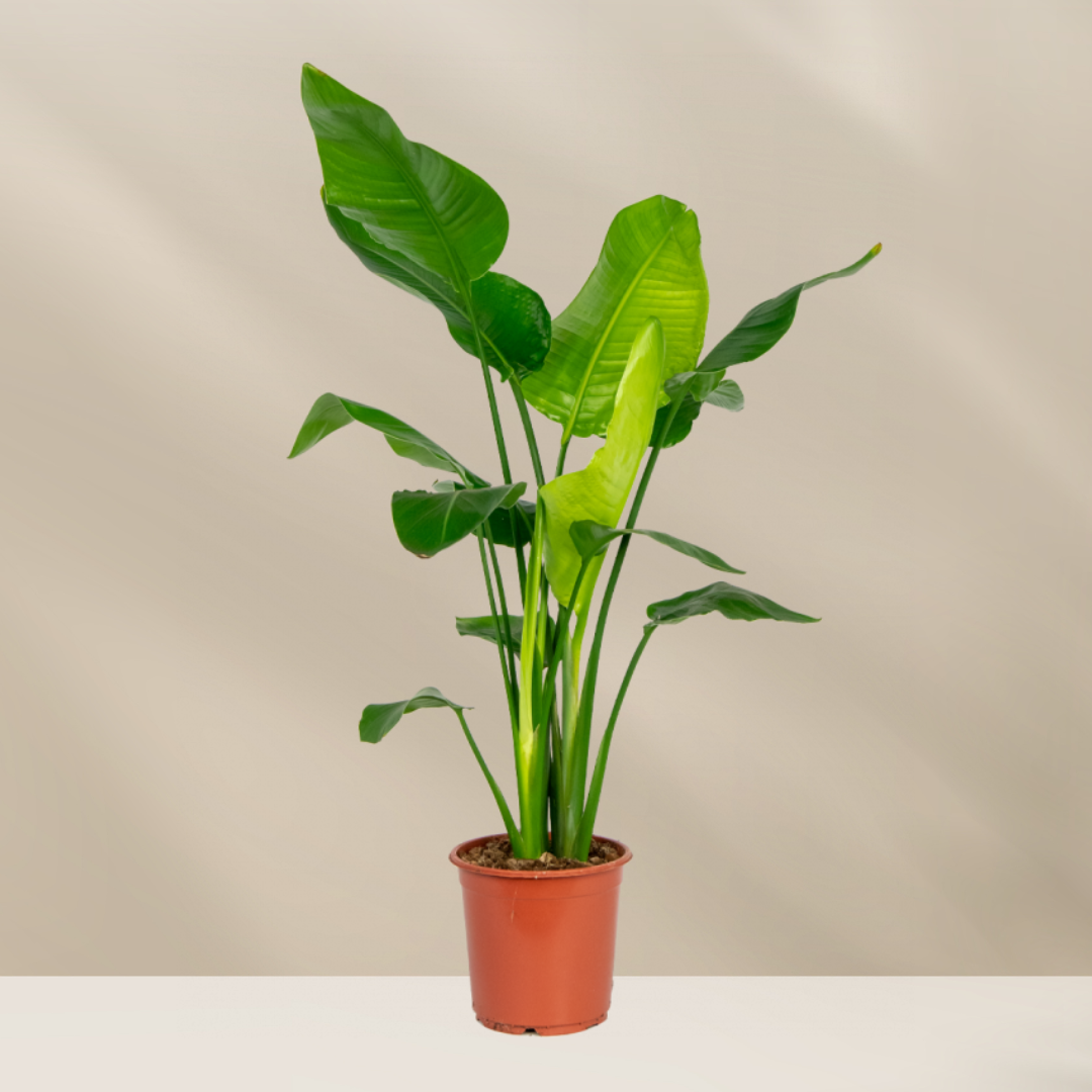 Strelitzia tropische kamerplant met lange groene bladeren voor interieurdecoratie