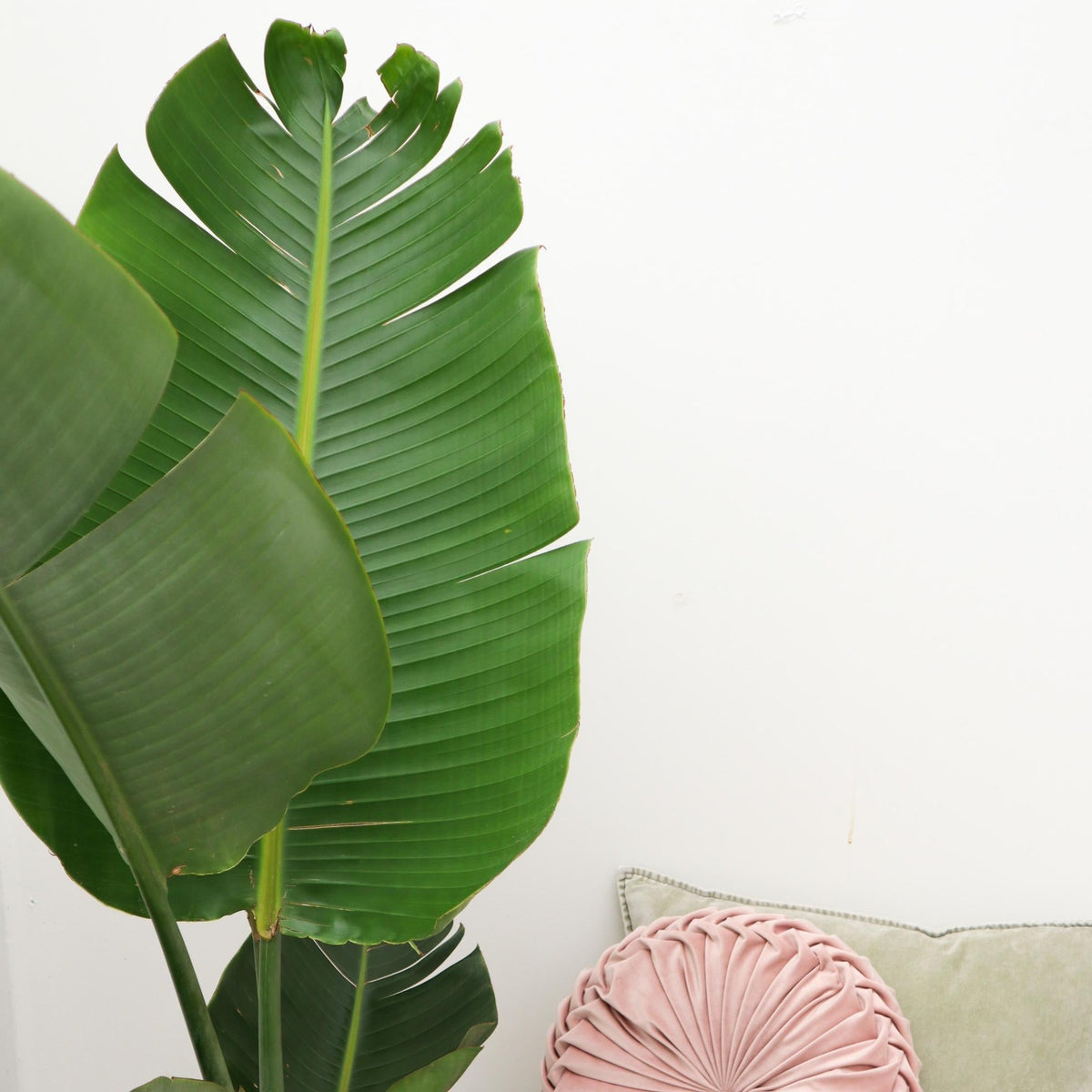 Strelitzia Augusta kamerplant met grote groene bladeren in modern interieur