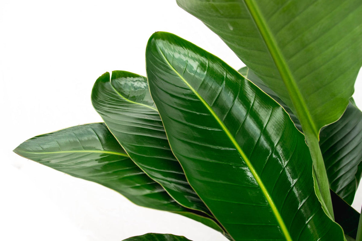 Strelitzia Nicolai plant met grote groene bladeren