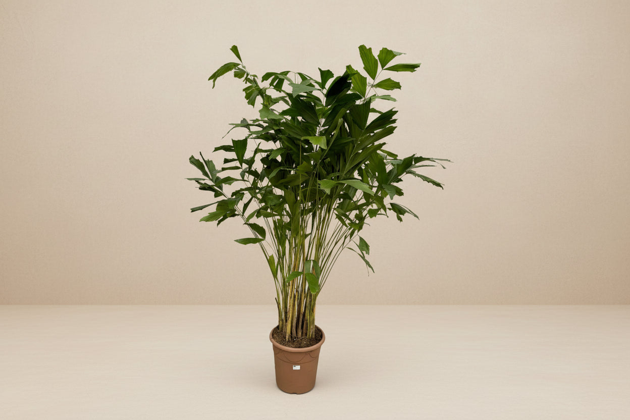 Caryota Mitis (Vissenstaartpalm)