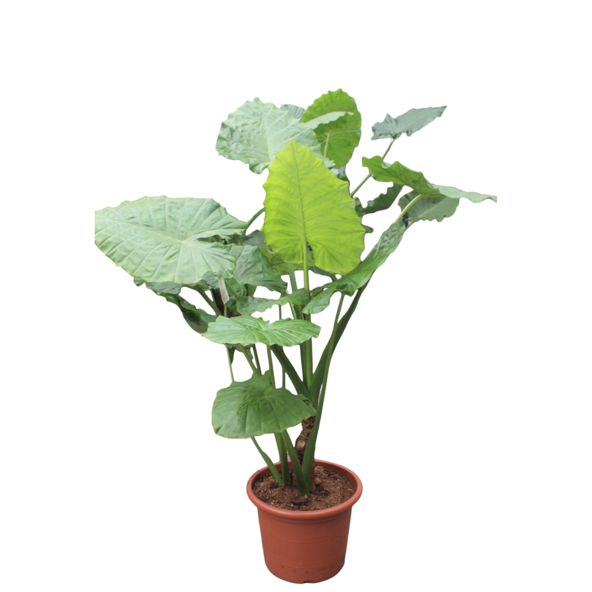 Close-up van een Alocasia met grote, pijlvormige bladeren in een tropisch interieur.
