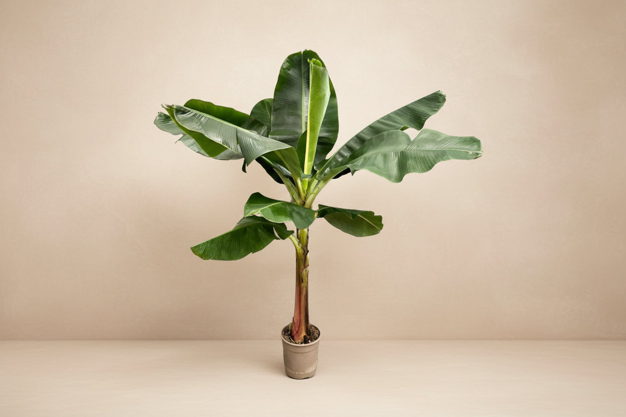 Grote bananenplant met groene bladeren in een lichte woonkamer