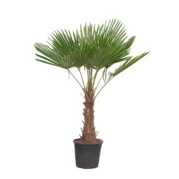 Trachycarpus