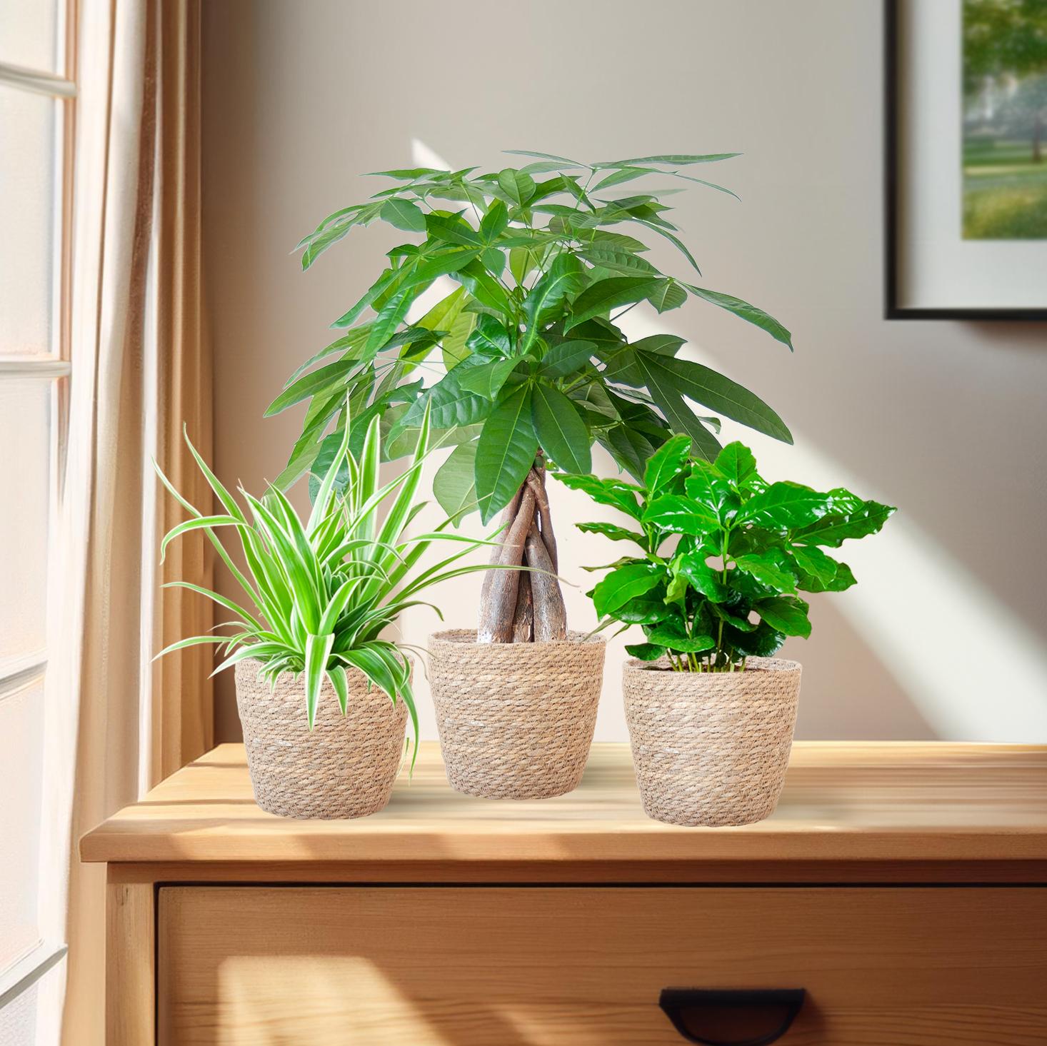 Planten zonder groene vingers