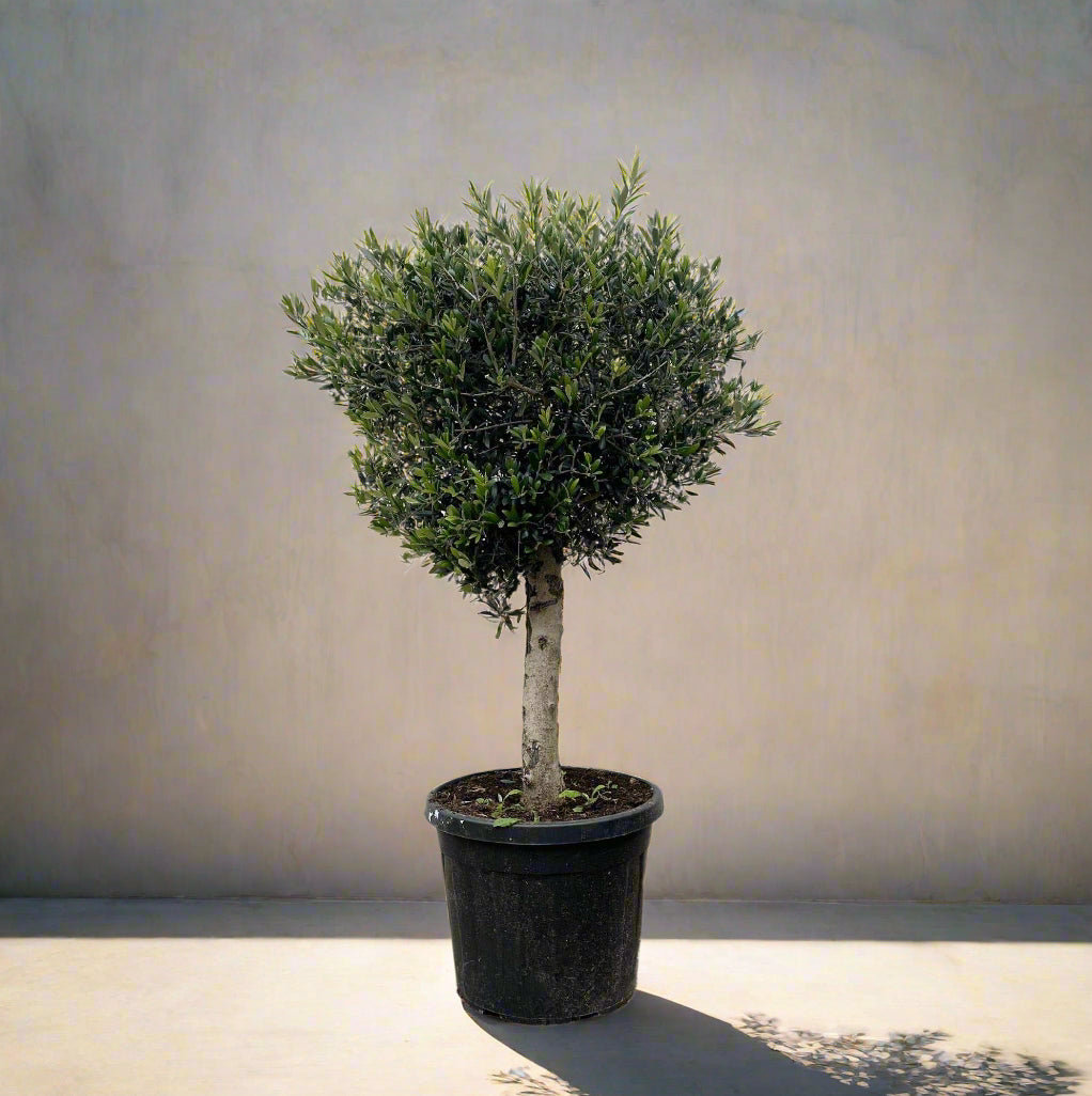 Veranda- en serreplanten