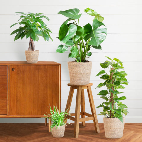 Kantoorplanten