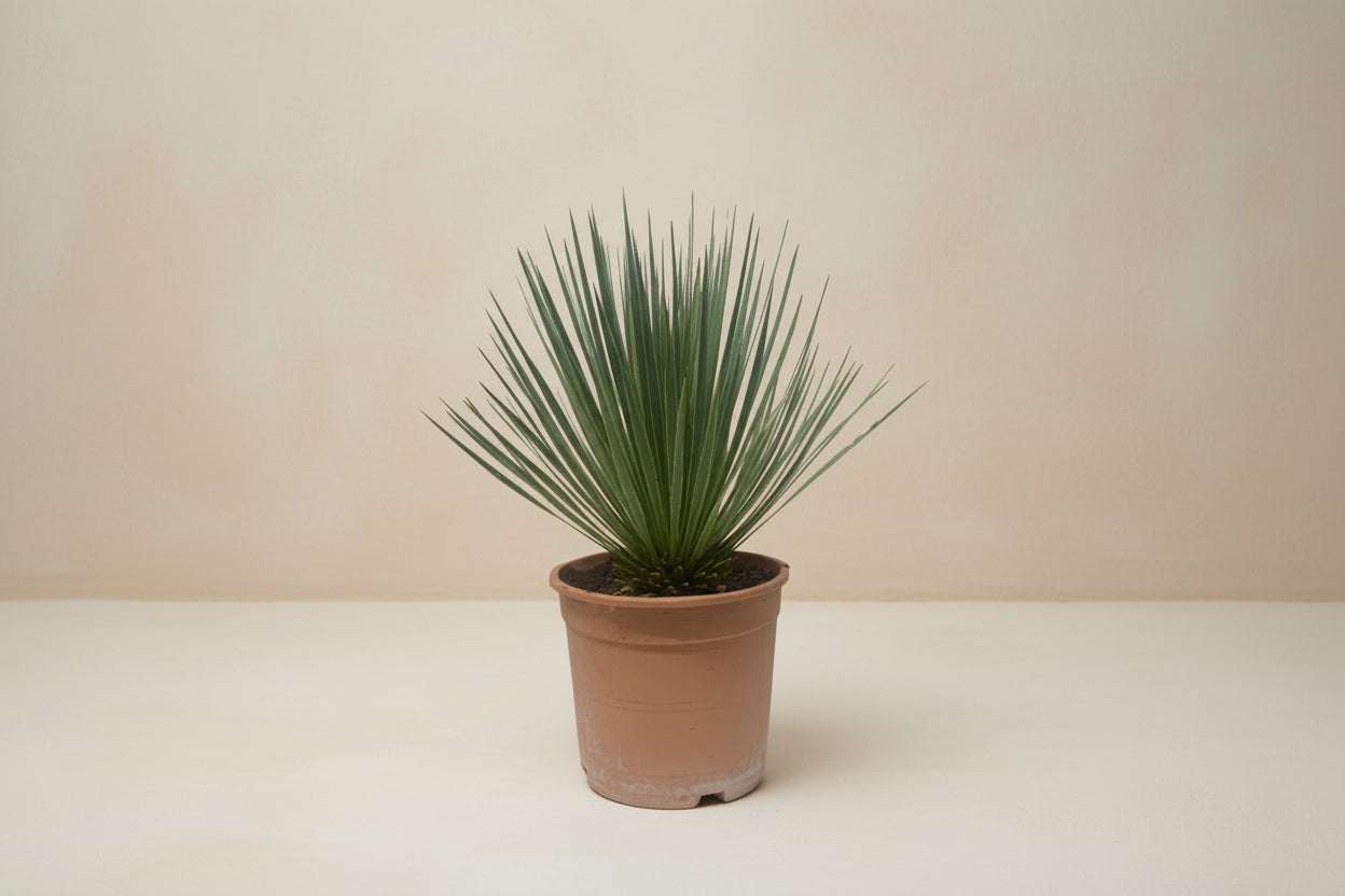 Yucca planten