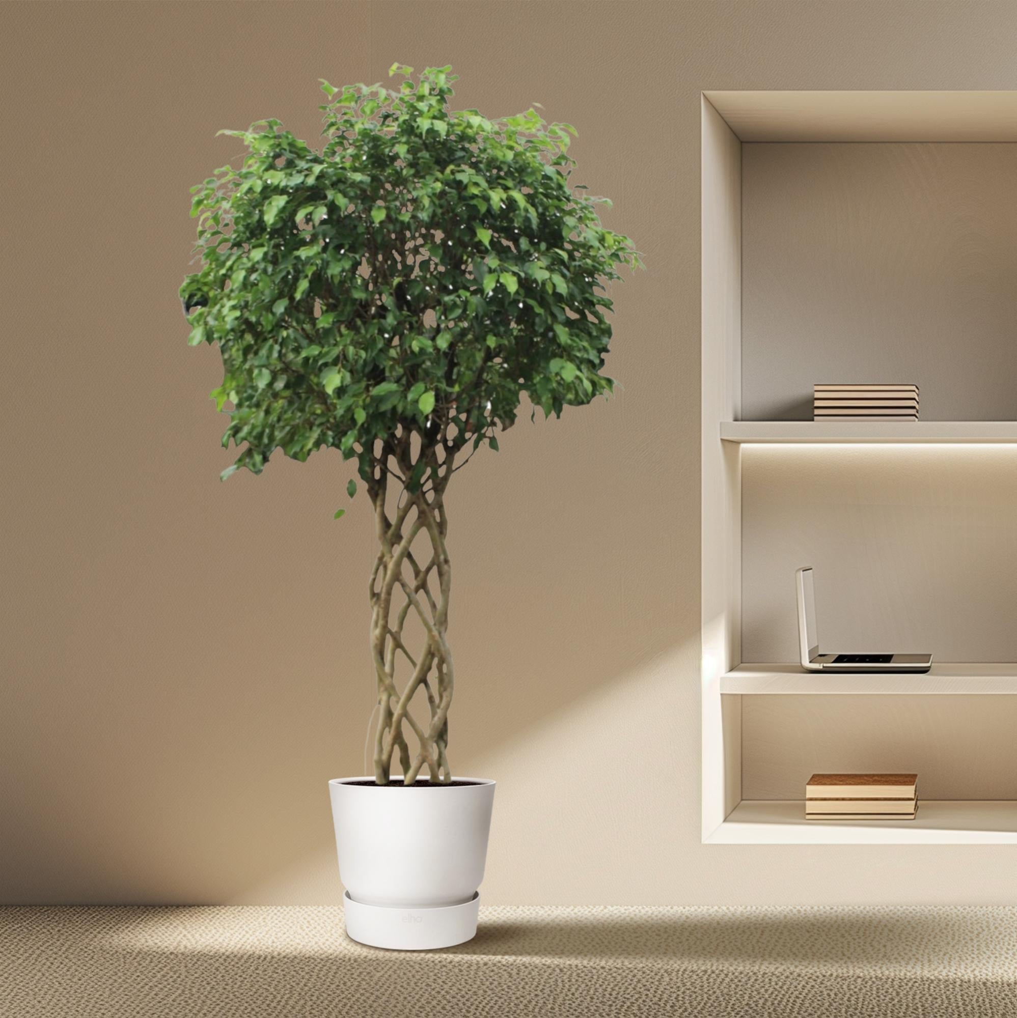 Ficus Benjamina groene kamerplant met glanzende bladeren