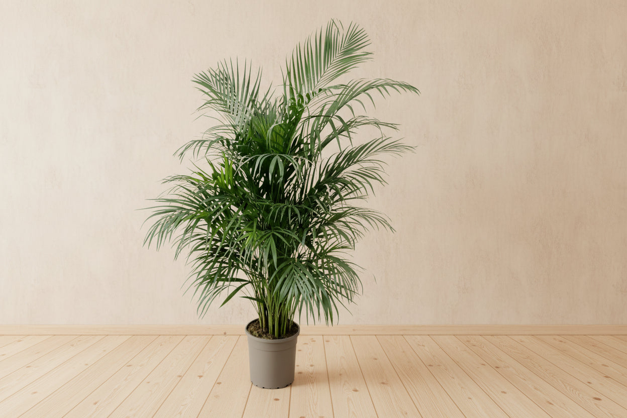 Dypsis Lutescens groene kamerplant met lange bladeren