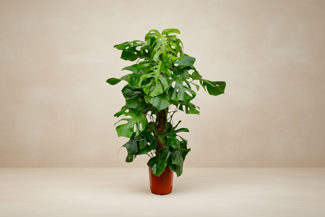 Monstera (Gatenplant)