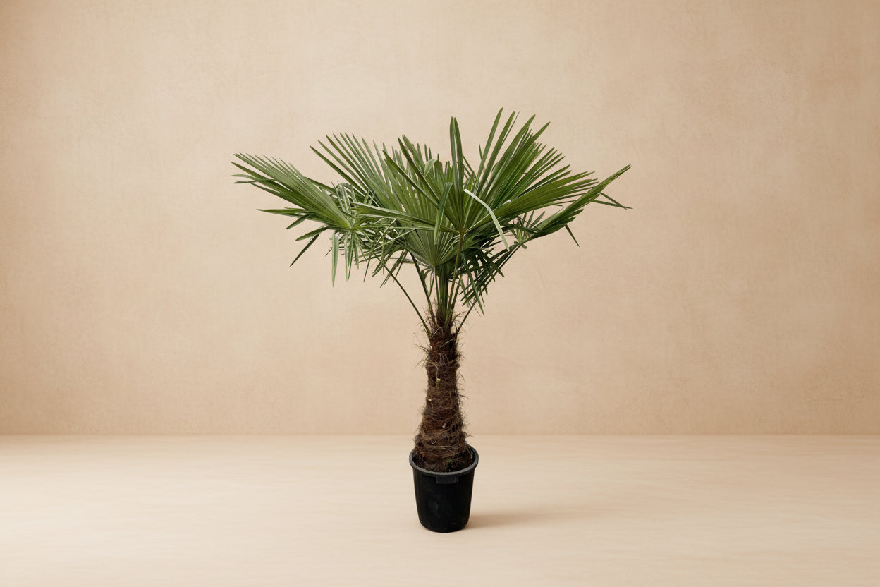 Trachycarpus (Chinese waaierpalm)