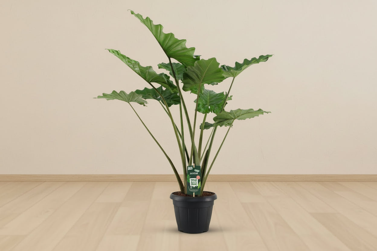 Alocasia