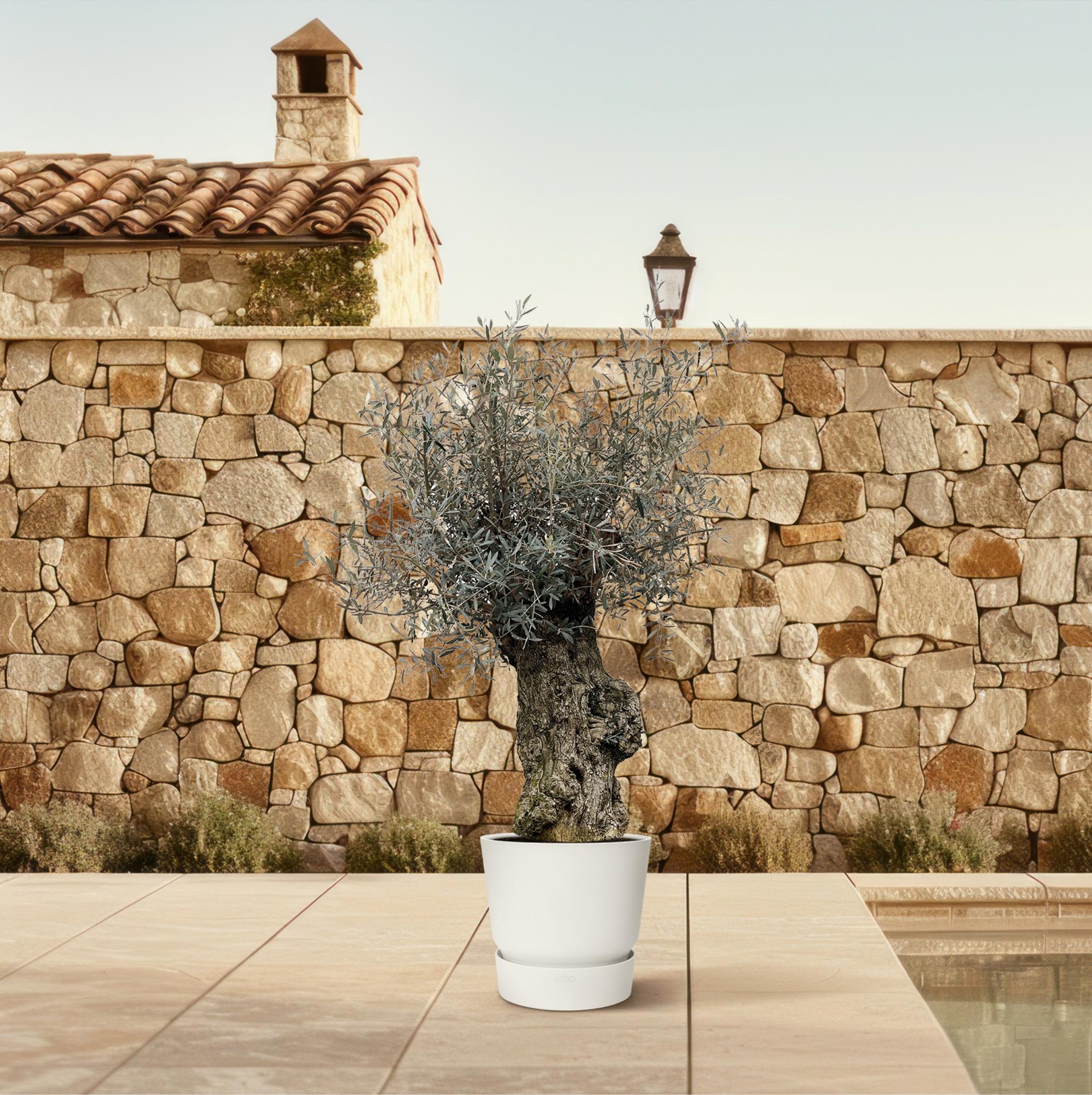 Olea Europaea (olijfboom)