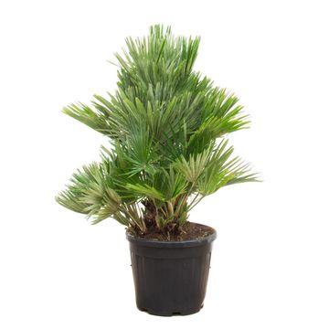 Chamaerops Humilis