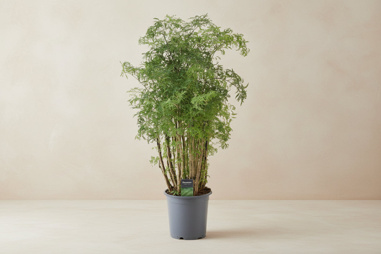 Polyscias planten